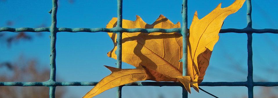 Kulluktan Hürriyete 