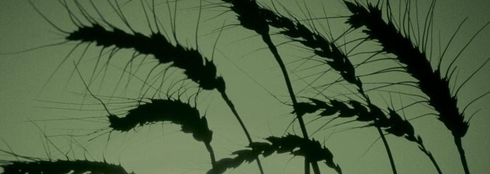 Yücelmenin Biricik Yolu Tevazu