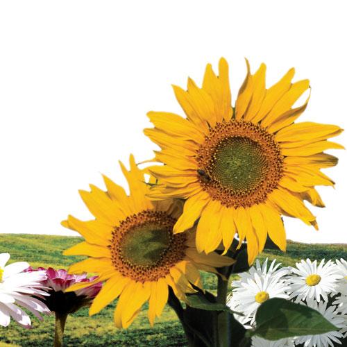 Engin Ol Ey Gökyüzü