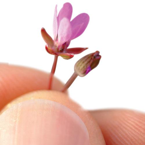 Büyülü "Hâl" Çiçeği Nezaket