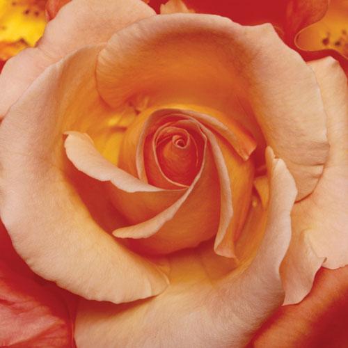 Gül Devrinin Goncaları