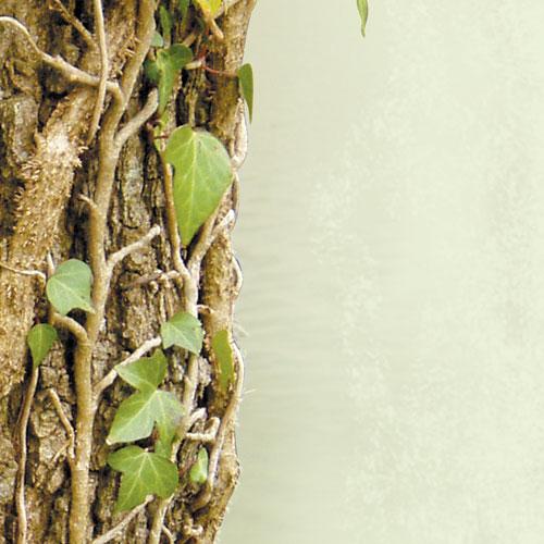 Yalnız Senin İçin