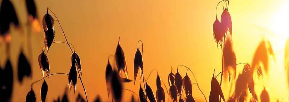 Cahiliye Dönemi ve Asr-ı Saadet Geldi Geçti mi?