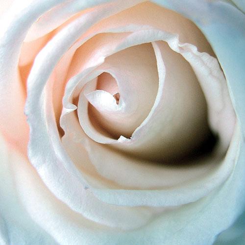 Terazimiz Gülden Olsun