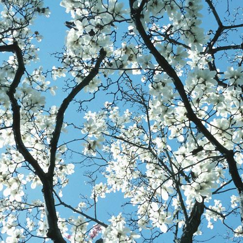 Gel Ey Muhammed Bahardır!