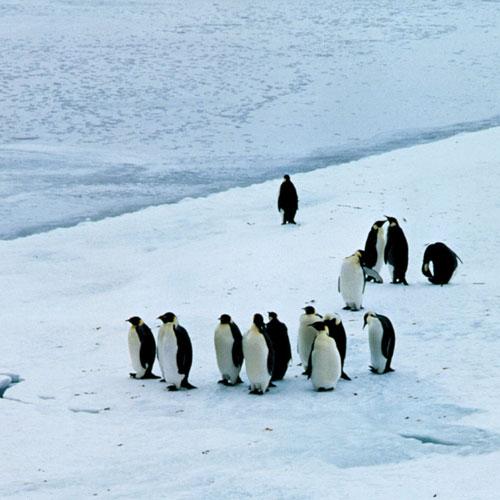 Hiç Kimsenin ve Herkesin Kıtası Antartika