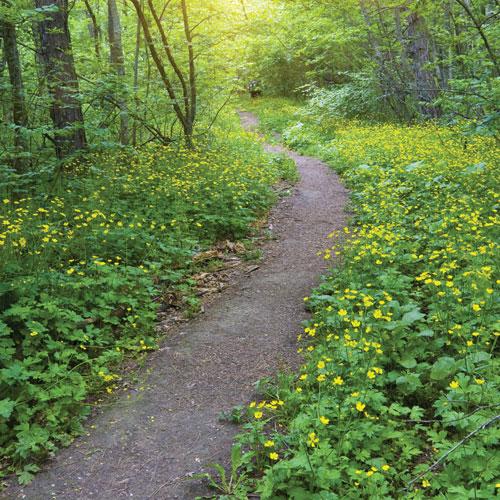 Mürid ve Özgürlük