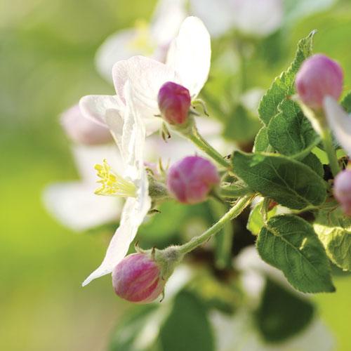 Tabiatın Kucağındaki Mutluluk
