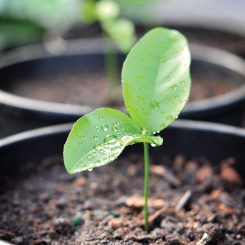 Neye Niyet Ona Kısmet