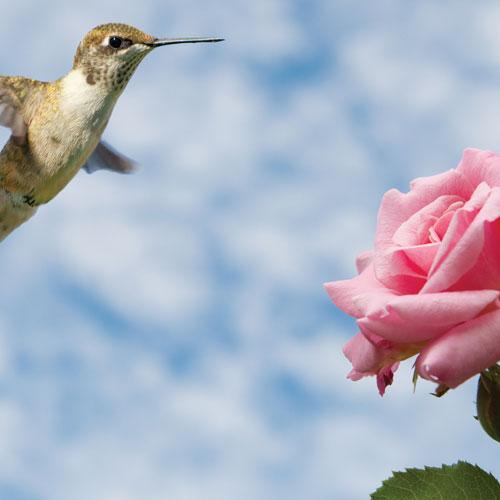 Gül Gibi Geçinmek Varken