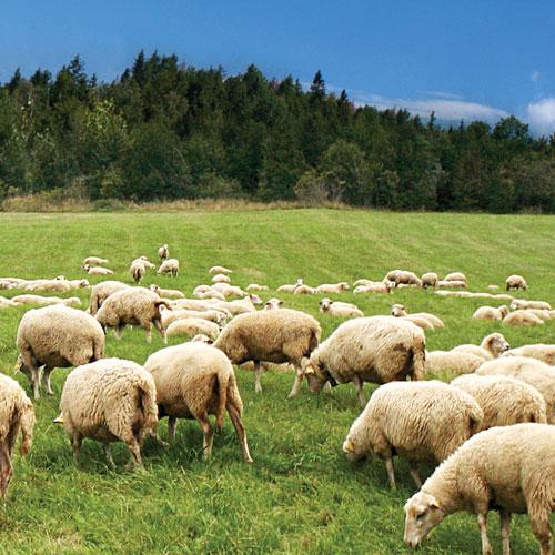 Allah’a Teslimiyetin İfadesi Kurban