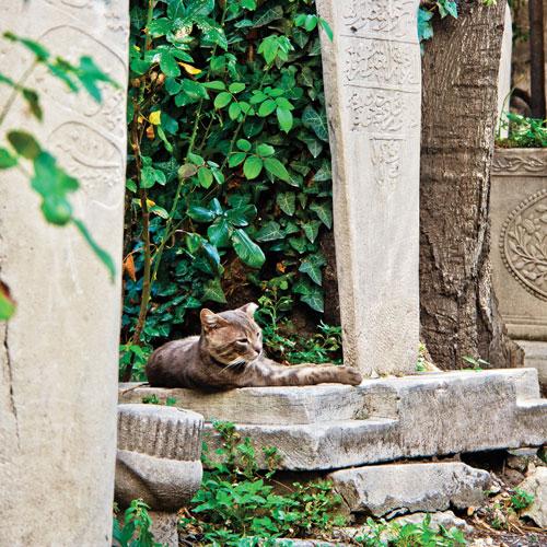 Son Adımdan Bir Öncesi