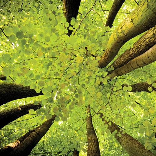 Bir Ağacın Dalları Gibi