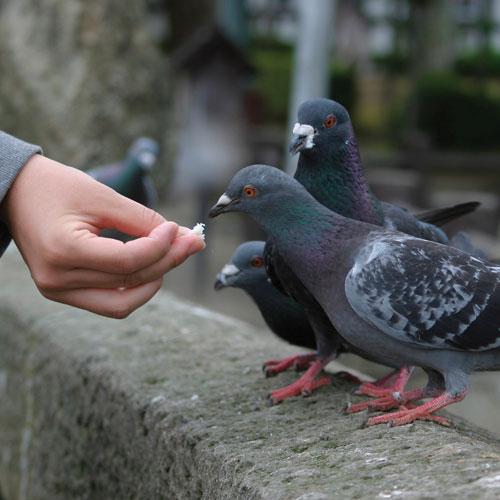 Bir Îsâr Kahramanı: Ebu Talha El-Ensarî r.a.