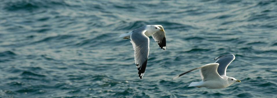 İslâmî bilginin kalbi: İlmihal