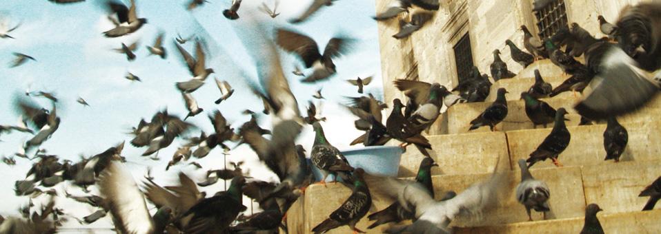 Yola Gelmek, Yolda Olmak