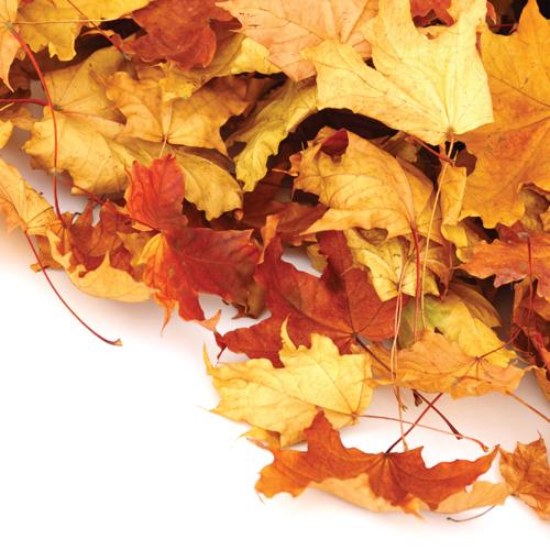 Yerde Çınar Yaprakları