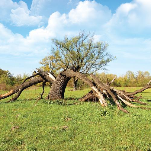 Ayrımcılık Belası