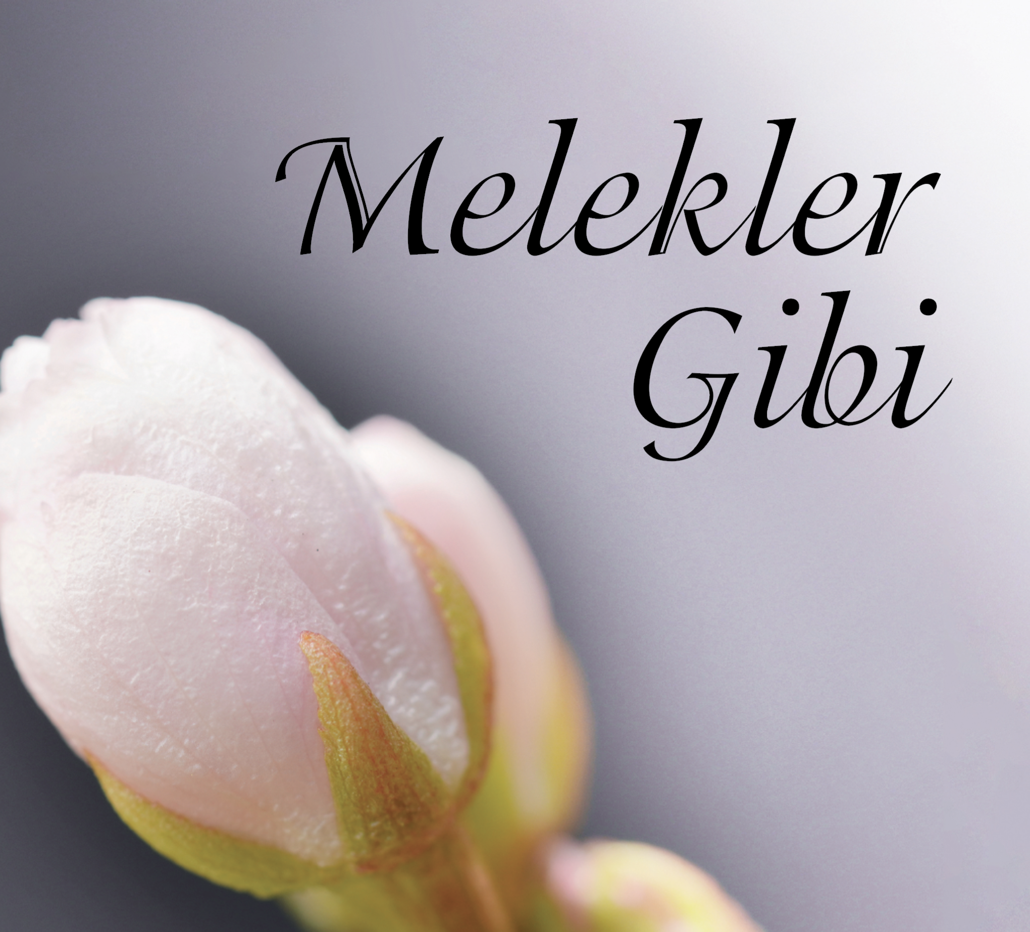 Mustafa Bahadıroğlu