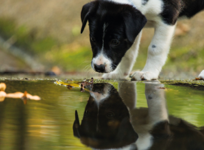 Sûfîlerin Nazarında Köpekler